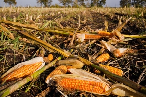 Residuos agrícolas