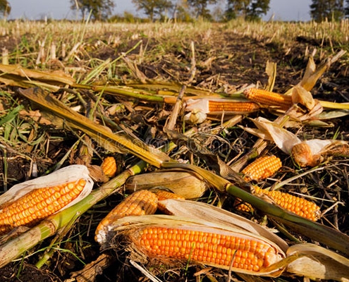 Residuos agrícolas