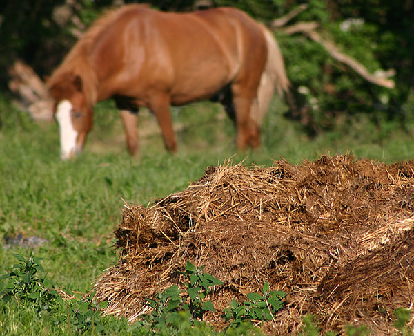 Animal-Manure-Waste