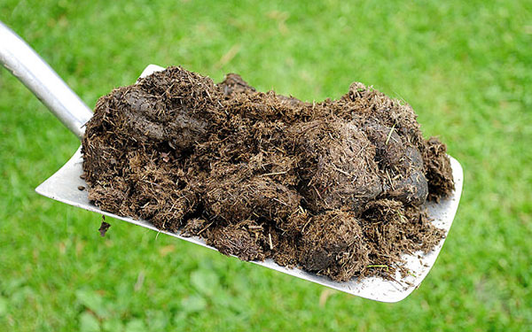 Animal-Manure-Waste