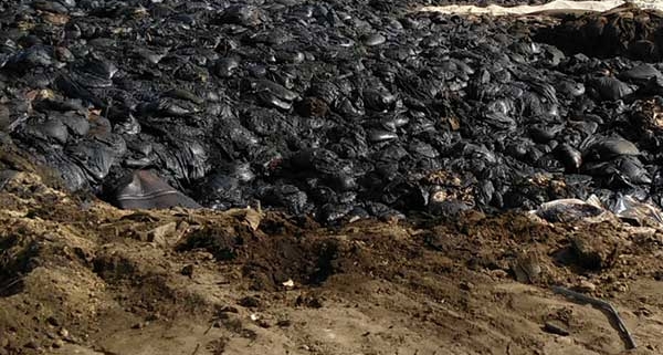 Oil sludge