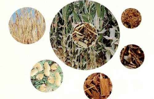 classification of biomass