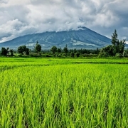 Tierras de cultivo verde