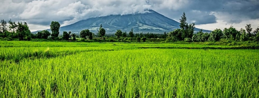 Green farmland